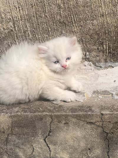 45 days old kittens pure white  triple coat