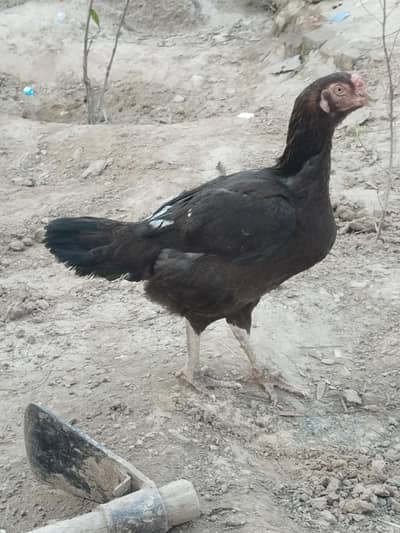 aseel hen 3.5 year old