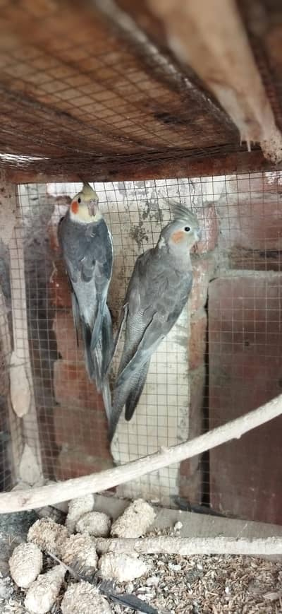 Grey. Cocktail Breeder Pair