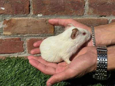 guinea pig / English cavies breeder & bunnies