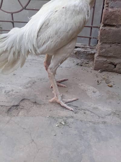 heara aseel     white nok nali , high quality