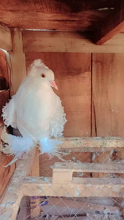 frill  pigeon white