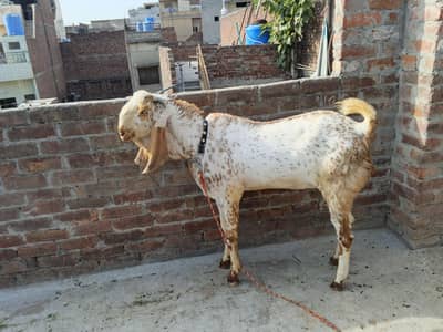 “Qurbani ka healthy bakra – 2 saal –  pure  makkhi chini