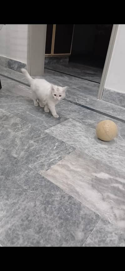 persian kitten doll face