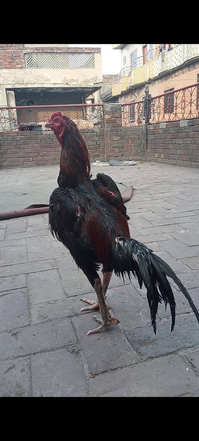 Thai+wait 03154181910