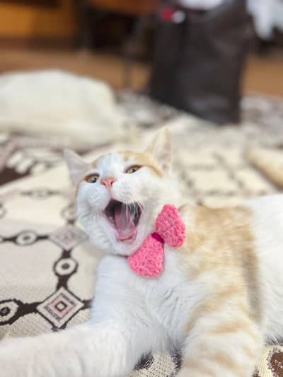 Single coated turkish persian mixed breed