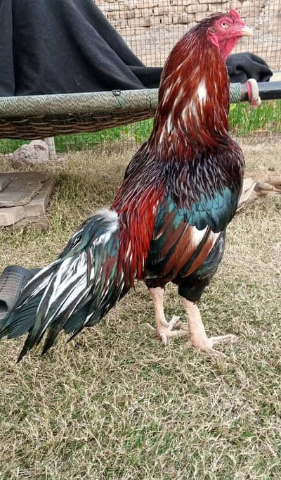 High Quality Mianwali pair