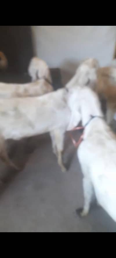 bakra for sale 0305 4805112