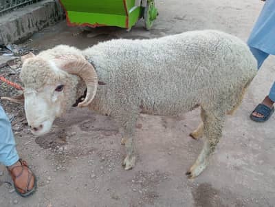 Qurbani ka healthy mendha