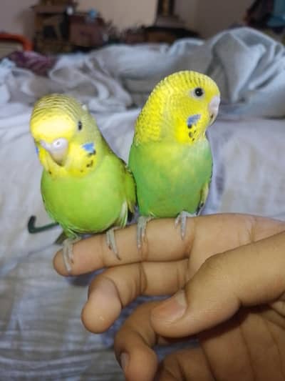Hand Tame Budgies Pair for Sale in Lahore - Healthy and Active