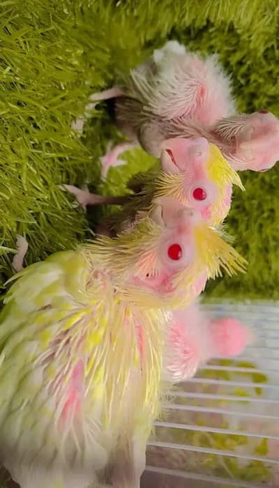 Cocktail Babies Red Eye for Handtame  Baby