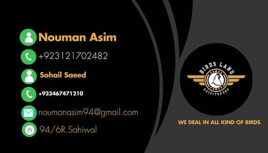 Hamaray pass har breed kh fancy chicks hotay hai