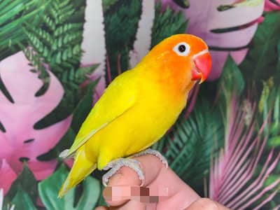 Lovebird Yellow Lutino Fischer Lovebirds for sale