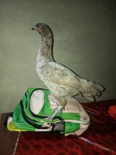 thai crose and Turkish hind