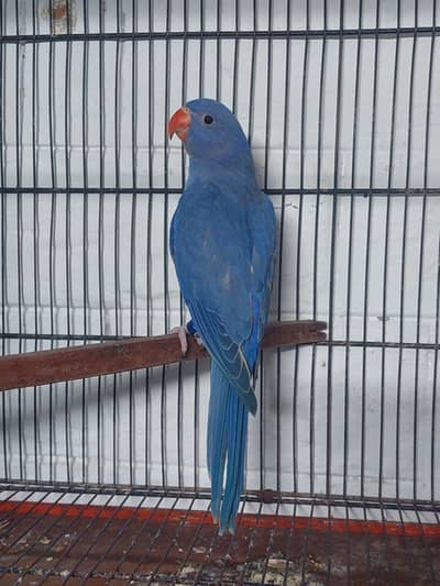 Ring Neck Voilet Colour