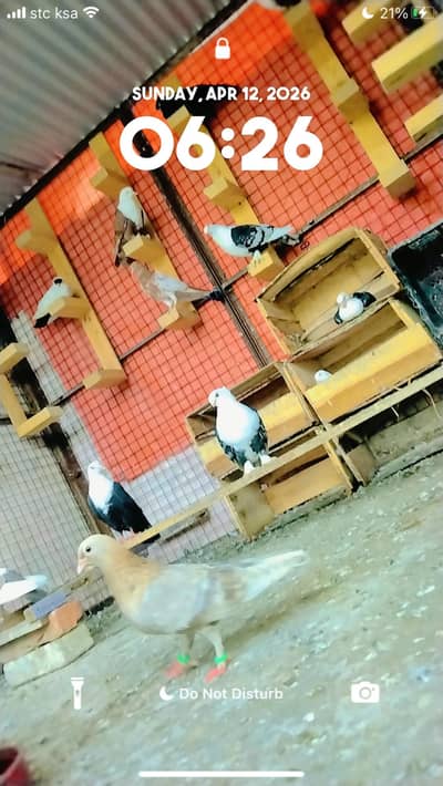 fancy pigeon for sale 03212526619