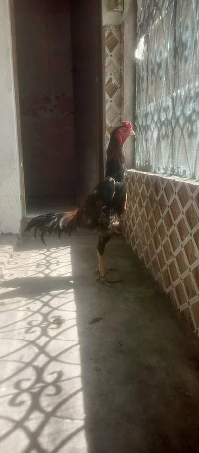 shamo imported breed20 Day King size