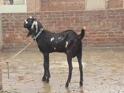 Black & White Desi Bakra