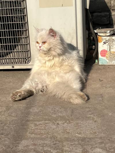 good punch Persian breeder female