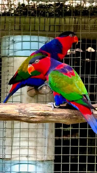 black cap & ducky lories chicks