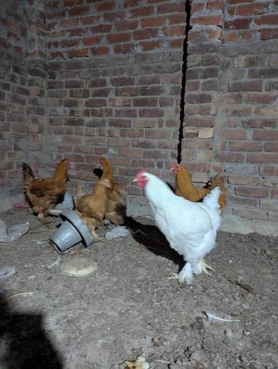 healthy heavy golden buff