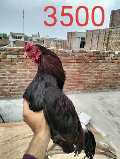 Aseel breeder and chicks