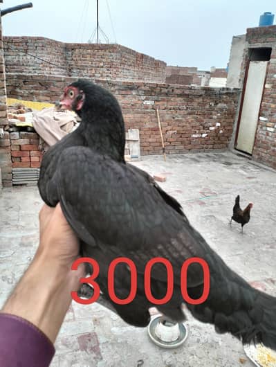 Aseel breeder and chicks