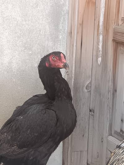 urgent sale