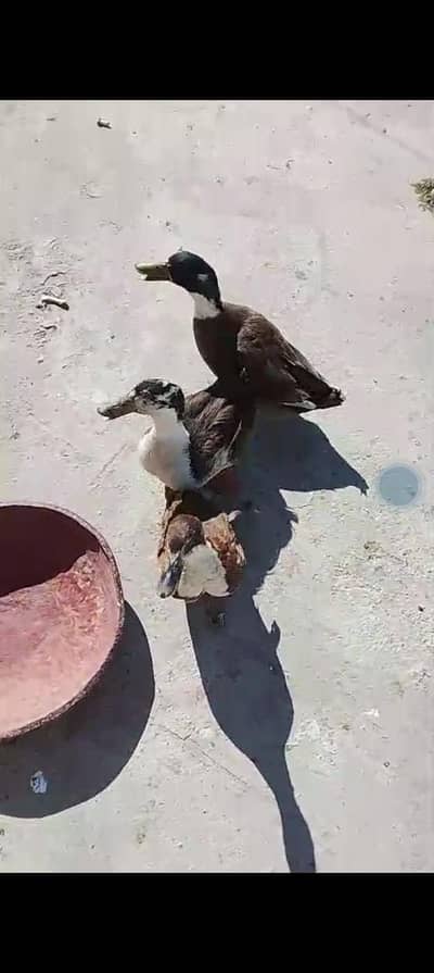 Desi Duck 