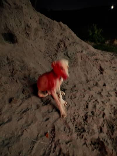 Active Young Male Dog Available – Friendly and Energetic