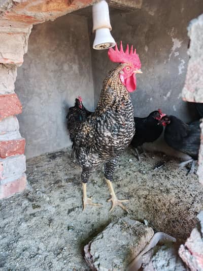 China murga 03019096127