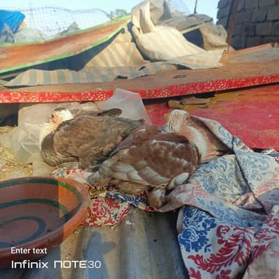 2x Karbalai kabootar Pathay