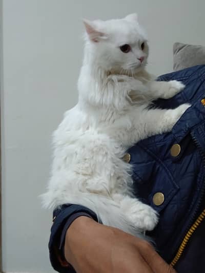 White Persian CAT for Sale!