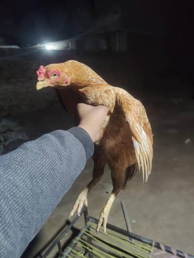 peeli Madi for sale . old blood line .