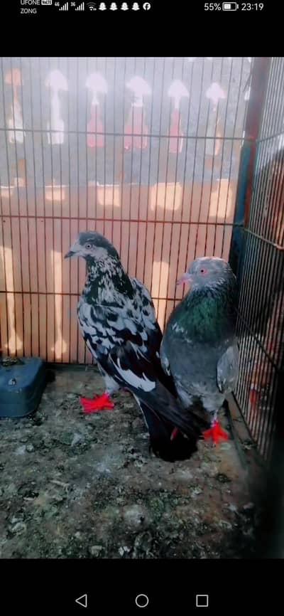 parwazi kabootar ka joora