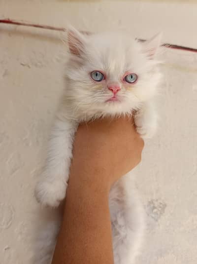 Persian kitten Punch Face For sale