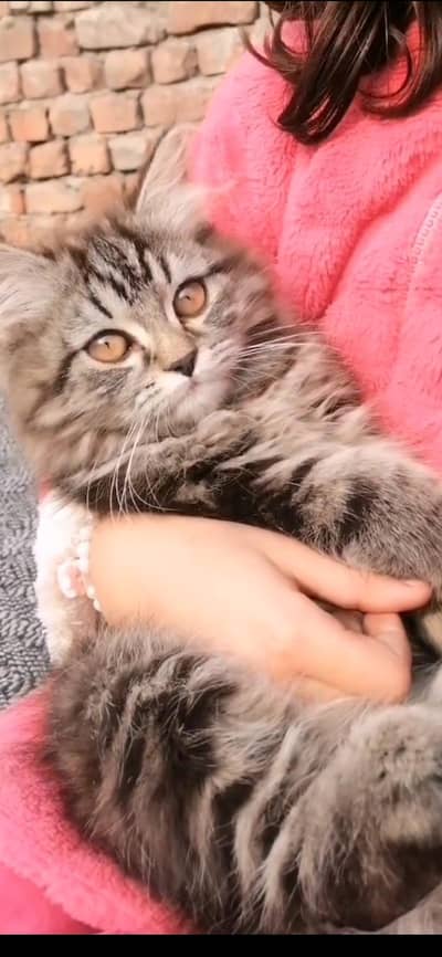 Persian male cat for sale