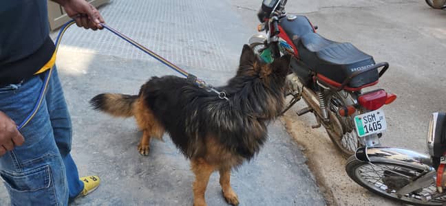 LONG COURT BEAUTIFULL FEMALE GEMAN