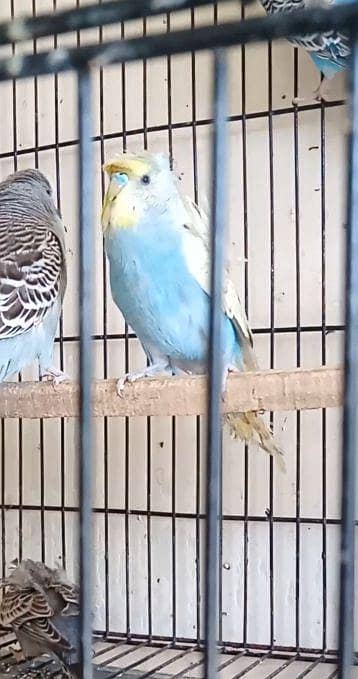 bf hogo back frill buggies, bf buggies, hogoromo