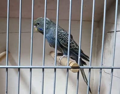 bf hogo back frill buggies, bf buggies, hogoromo