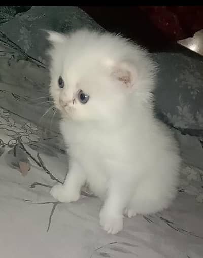 Persian triple coated kittens