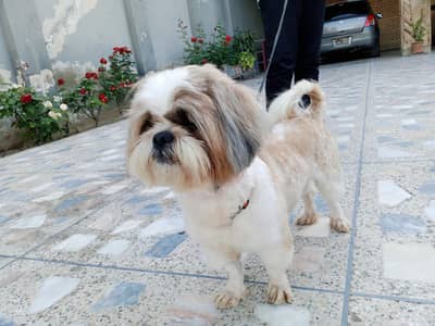 Shih tzu
