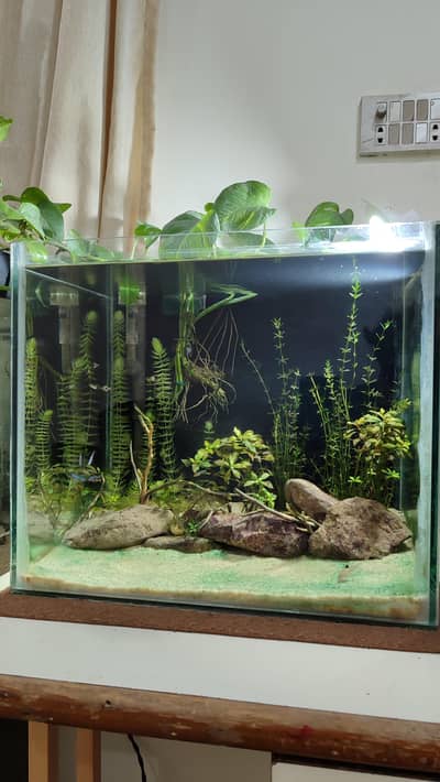 Planted setup for sale