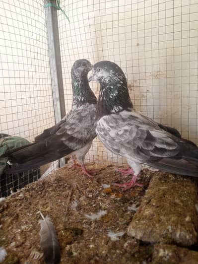 Chappra Sharka breeder pair