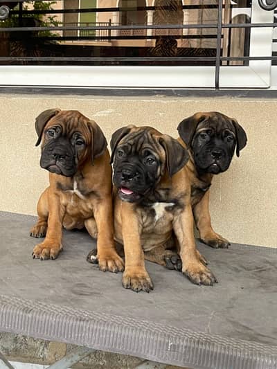 Bullmastiff pedigree Puppies