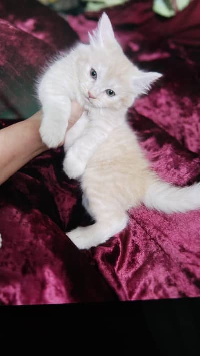 Persian kitten cute and active