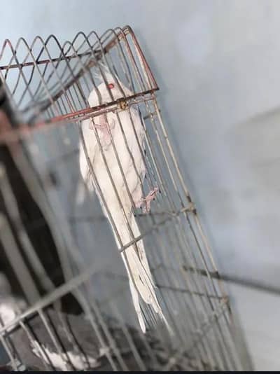 cocktail parrot for sale