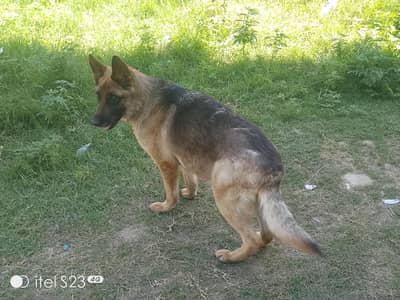 German shepherd quality breeder pair male and  female for sale