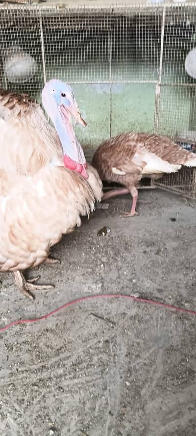 1 pair brawon turkey