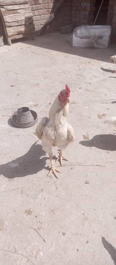 Aseel Patha murgha Cock